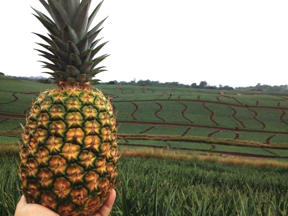 Campo de piña en Costa Rica